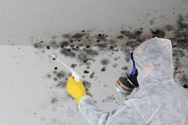 Reliable Glendale, AZ Mold Prevention & Removal  Solutions